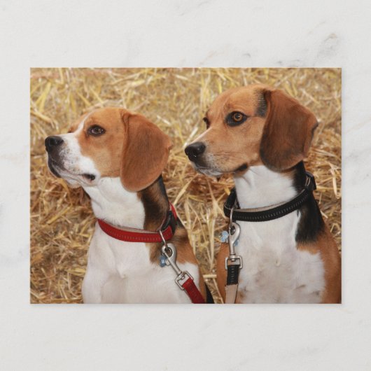 beagle briefkaart (Voorkant)