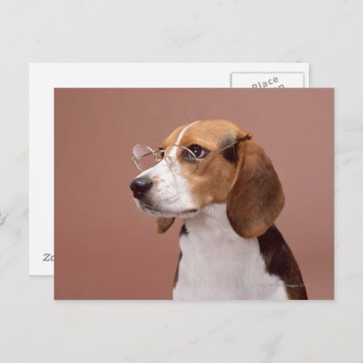 Beagle Briefkaart (Voorkant / Achterkant)