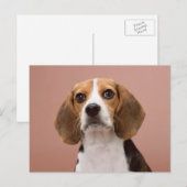 Beagle Briefkaart (Voorkant / Achterkant)