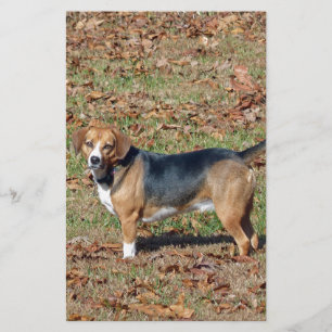 Beagle Briefpapier