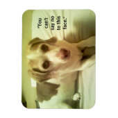 Beagle "Can't Say No to this Face" 3x4 Magnet (Vertical)