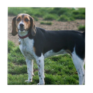 Beagle Ceramic Tile Tegeltje