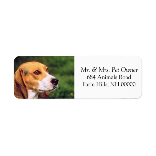Beagle Chien Visage Adresse de retour Stickers d'e (Devant)