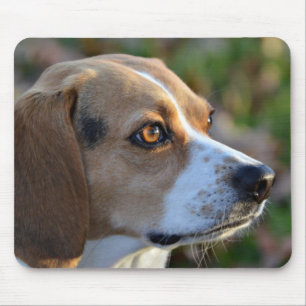 Beagle Determination Muismat