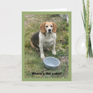 Beagle die opkijkt vanuit haar voerbak. kaart