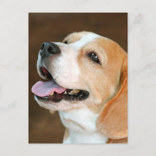 Beagle Dog Briefkaart
