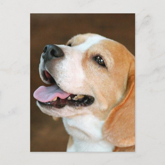 Beagle Dog Briefkaart (Voorkant)