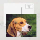 Beagle Dog Briefkaart (Voorkant / Achterkant)