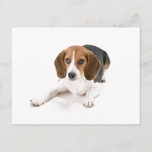 Beagle Dog Briefkaart