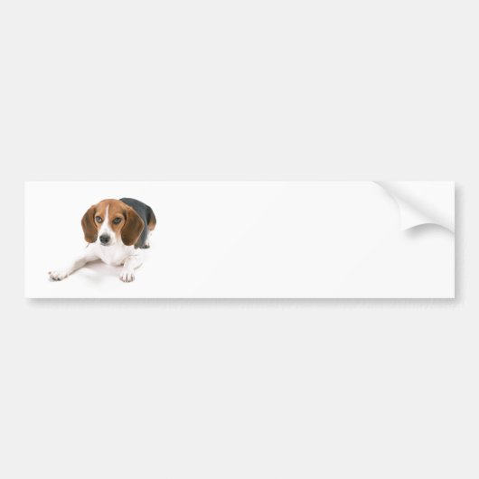Beagle Dog Bumpersticker (Voorkant)
