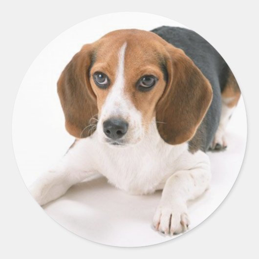 Beagle Dog Stickers (Voorkant)