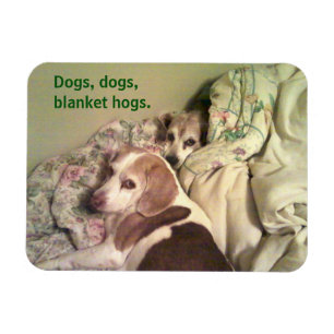 Beagle "Dogs, Dogs, Blanket Hogs" 3x4 Magnet Magneet