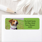 Beagle Etiket (Insitu)