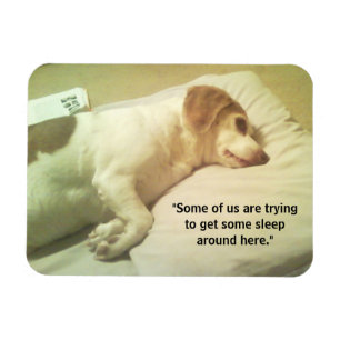 Beagle Foto "Proberen om wat te slapen" 3x4 Magnet Magneet