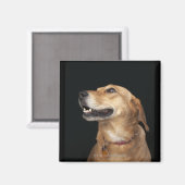 Beagle Golden Lab Mix kijkt naar de zijkant Magneet (Voorkant / Achterkant)