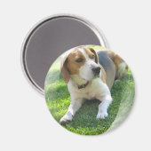 Beagle Hound Dog Magnet rond (Recto/Verso)