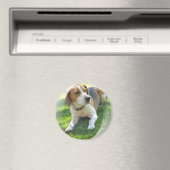 Beagle Hound Dog Magnet rond (In Situ (Lave-vaisselle))