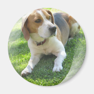 Beagle Hound Dog Round Magnet Magneet