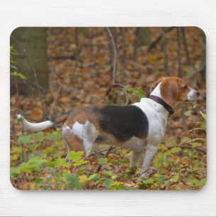 Beagle in Bossen Muismat