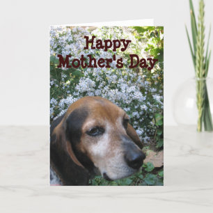 Beagle Kaart