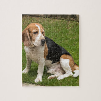 Beagle Legpuzzel