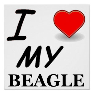 beagle liefde perfect poster