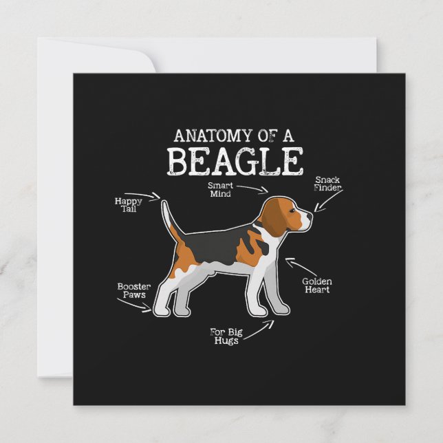 Beagle Lovers/anatomie van een beagle (Voorkant)