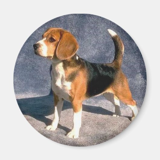 beagle magneet (Voorkant)