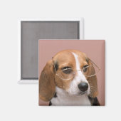 Beagle Magneet (Voorkant / Achterkant)
