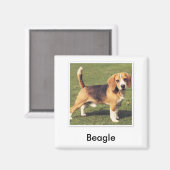 Beagle Magnet Magneet (Voorkant / Achterkant)