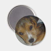 Beagle Magnet Magneet (Voorkant / Achterkant)
