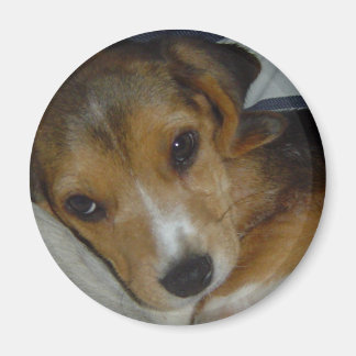 Beagle Magnet Magneet