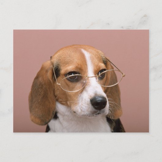 Beagle met bril briefkaart (Voorkant)
