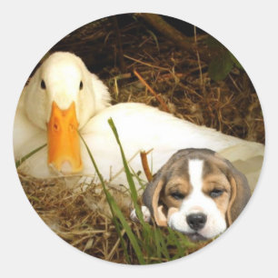 Beagle met eend Sticker