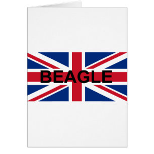 beagle name england United_Kingdom vlag