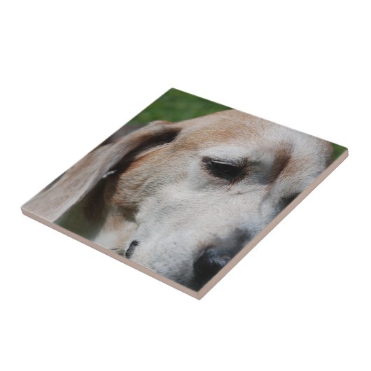 beagle portret tegeltje (Zijkant)