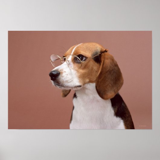Beagle Poster (Voorkant)