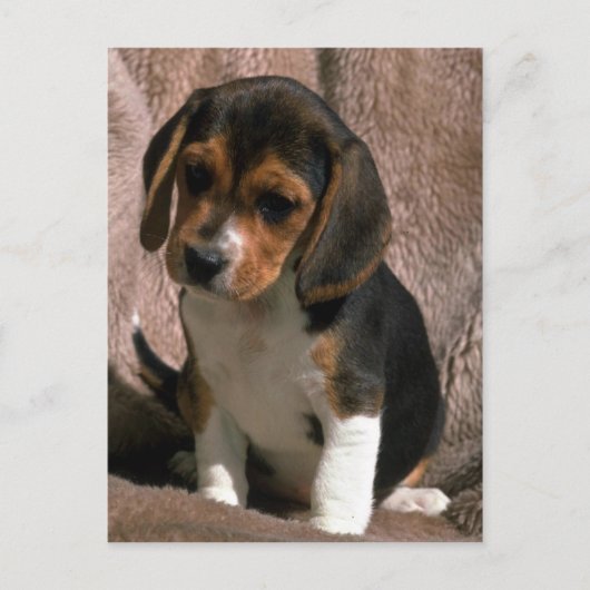 Beagle pup briefkaart (Voorkant)
