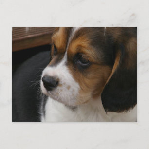 Beagle Pup Briefkaart