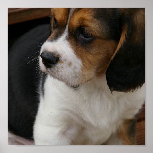 Beagle Pup Print (Voorkant)