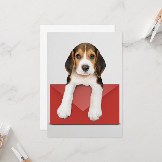 Beagle pupil met rode envelop kaart (Voorkant / Achterkant in situ)