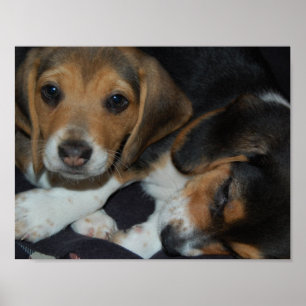 Beagle Puppies Poster