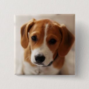 Beagle Puppy 2 Vierkante Button 5,1 Cm