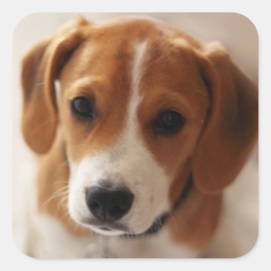 Beagle Puppy 2 Vierkante Sticker (Voorkant)