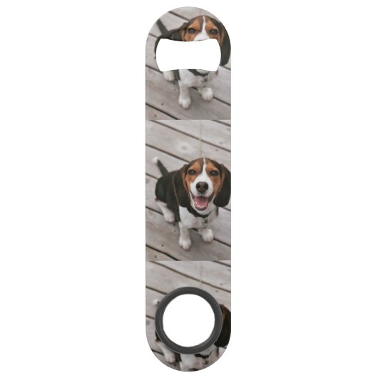 Beagle_puppy assis (Devant)