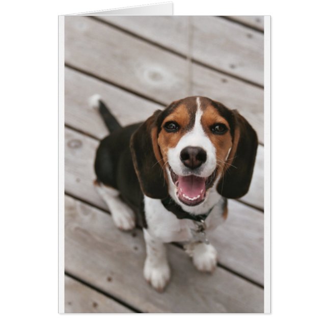 Beagle_puppy assis.png (Devant)