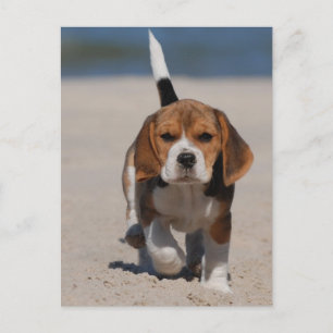 Beagle puppy briefkaart