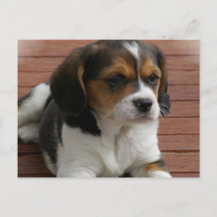 Beagle Puppy Dog Briefkaart