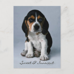 Beagle Puppy Dog Foto Briefkaart