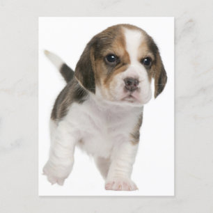 Beagle Puppy Dog Greeting Post Card Briefkaart